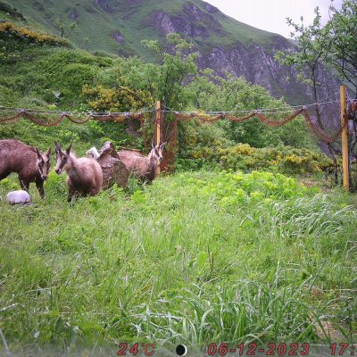 pieges_photographiques-1