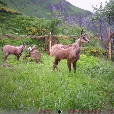 pieges_photographiques-2