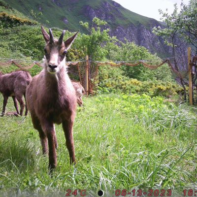 pieges_photographiques-3