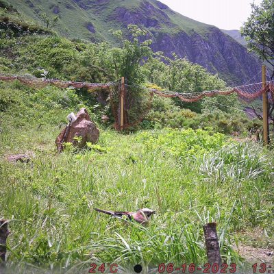 pieges_photographiques-4