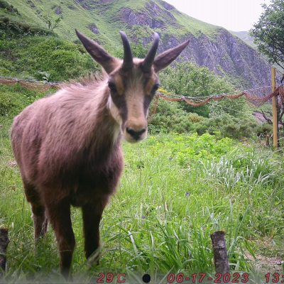 pieges_photographiques-6