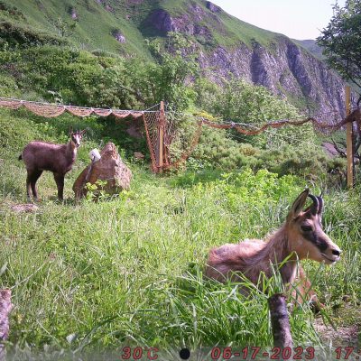 pieges_photographiques-7