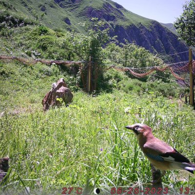 pieges_photographiques-8