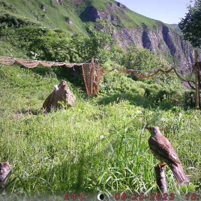 pieges_photographiques-9